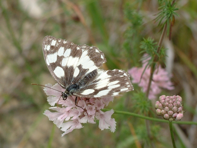 Melanargia arge e Melanargia galathea ?